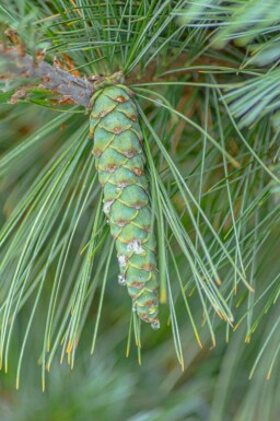Pinus sylvestris 'Watereri'