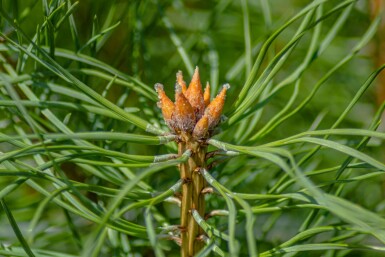 Pinus sylvestris 'Watereri'