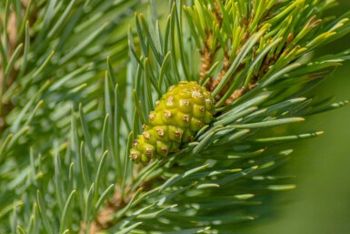 Pinus sylvestris 'Watereri'