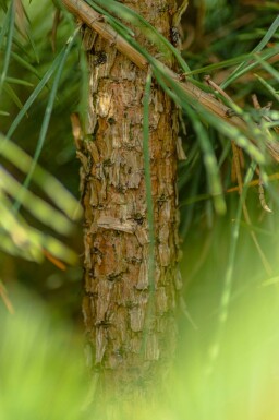 Pinus sylvestris 'Watereri'
