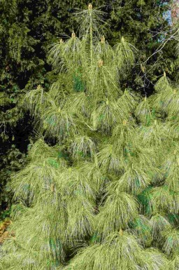 Blauwe den Pinus wallichiana struik Pinus wallichiana struik