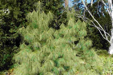 Pinus wallichiana