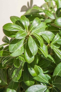 Pittosporum tobira 'Nanum'