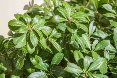 Pittosporum tobira 'Nanum'