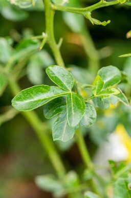 Poncirus trifoliata