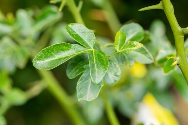 Poncirus trifoliata