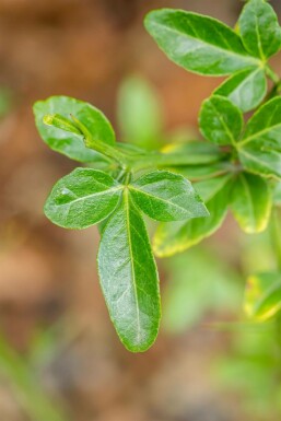 Poncirus trifoliata