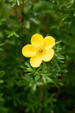 Vijfvingerkruid Potentilla fruticosa 'Goldfinger' struik Potentilla fruticosa 'Goldfinger' struik