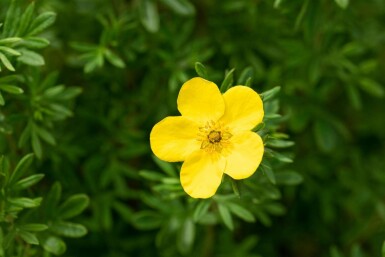 Vijfvingerkruid Potentilla fruticosa 'Goldfinger' struik Potentilla fruticosa 'Goldfinger' struik
