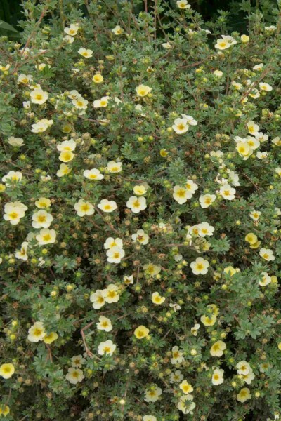 Vijfvingerkruid Potentilla fruticosa 'Limelight' struik Potentilla fruticosa 'Limelight' struik