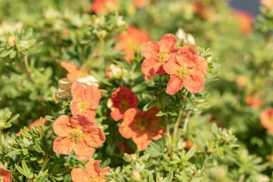 Vijfvingerkruid Potentilla fruticosa 'Red Ace' struik Potentilla fruticosa 'Red Ace' struik