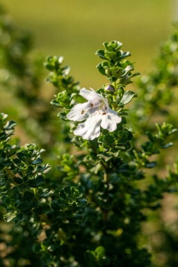 Prostanthera cuneata