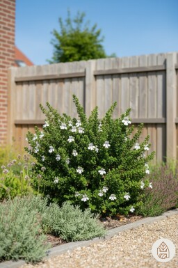 Prostanthera cuneata struik