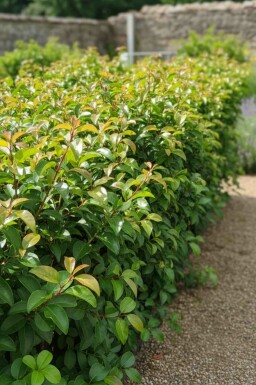 Prunus lusitanica 'Tico' struik