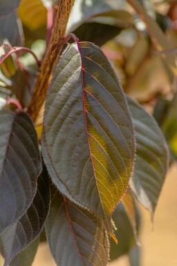 Prunus 'Royal Burgundy'