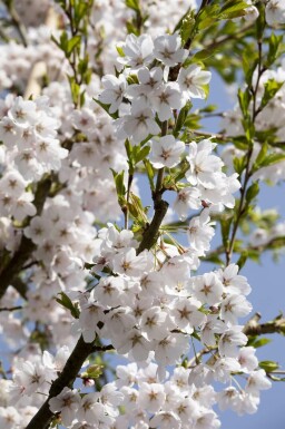 Japanse sierkers Prunus yedoensis struik Prunus yedoensis