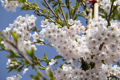 Japanse sierkers Prunus yedoensis struik Prunus yedoensis