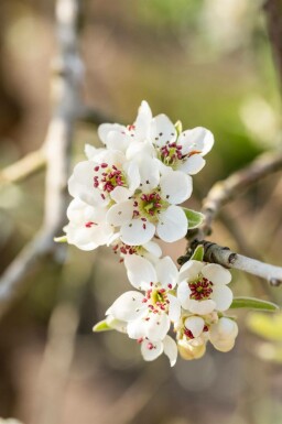 Sierpeer Pyrus salicifolia 'Pendula' struik Pyrus salicifolia 'Pendula'