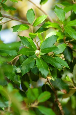 Steeneik Quercus ilex struik Quercus ilex
