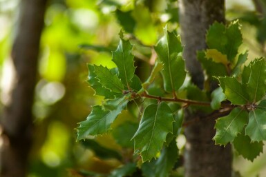 Steeneik Quercus ilex struik Quercus ilex