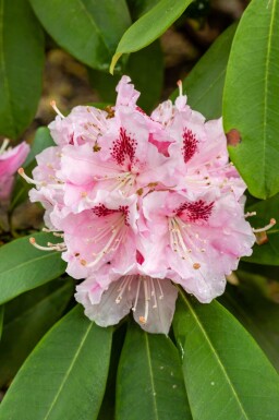 Rododendron Rhododendron 'Albert Schweitzer' struik Rhododendron 'Albert Schweitzer'