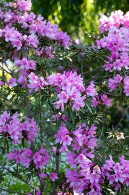 Rhododendron 'Graziella'