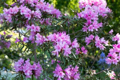 Rhododendron 'Graziella'