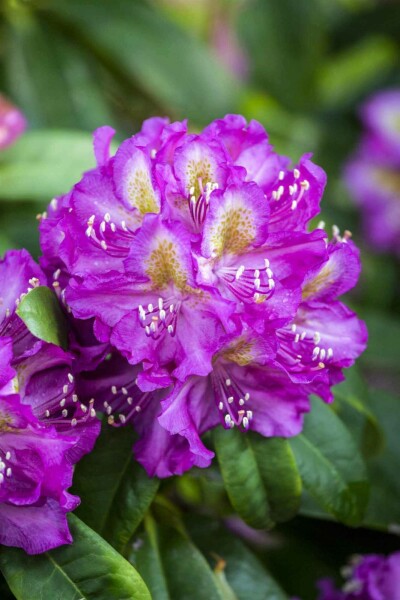 Rhododendron 'Marcel Menard' C5 30-40