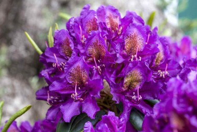 Rhododendron 'Marcel Menard' C5 30-40