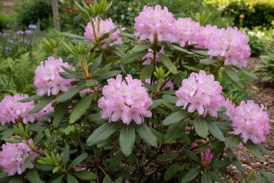 Rhododendron ponticum 'Roseum' struik