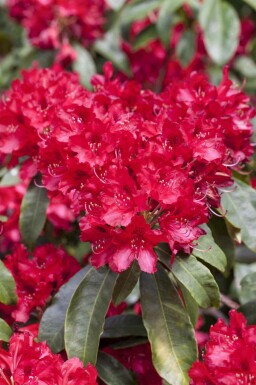 Rhododendron 'Red Jack'