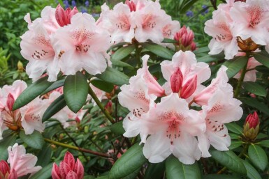 Rhododendron 'Virginia Richards' struik