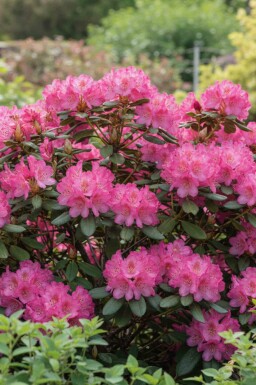 Rhododendron 'Wine and Roses' struik
