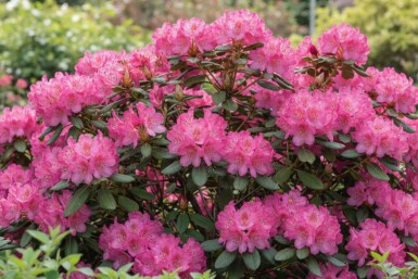 Rhododendron 'Wine and Roses' struik