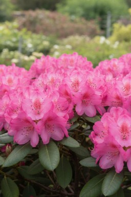 Rhododendron 'Wine and Roses' struik