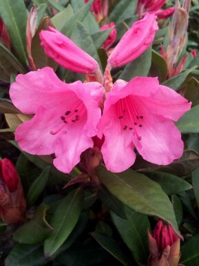 Rhododendron 'Winsome'