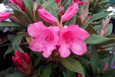 Rhododendron 'Winsome'