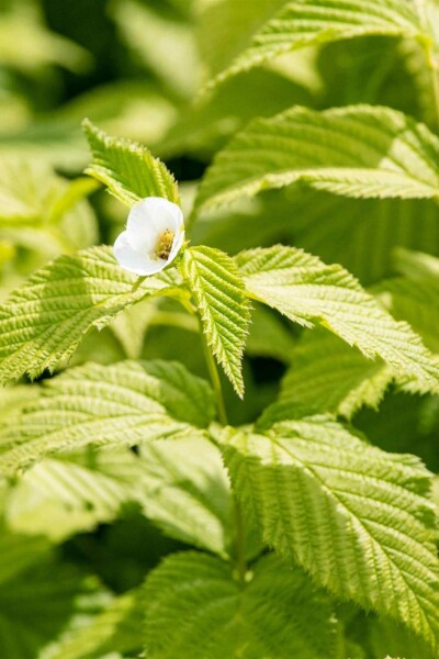 Schijnkerria Rhodotypos scandens struik Rhodotypos scandens struik