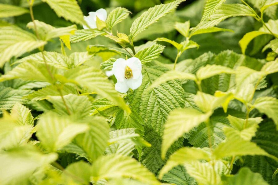 Schijnkerria Rhodotypos scandens struik Rhodotypos scandens struik