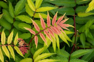 Fluweelboom Rhus typhina struik Rhus typhina