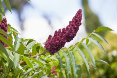 Rhus typhina