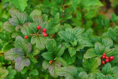 Alpenbes Ribes alpinum struik Ribes alpinum