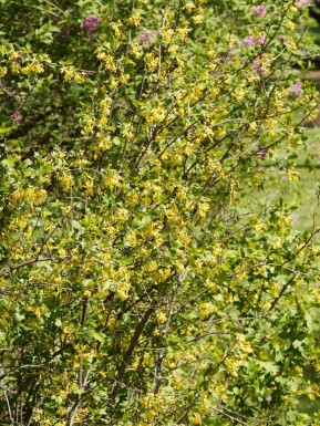 Goudbes Ribes odoratum struik Ribes odoratum
