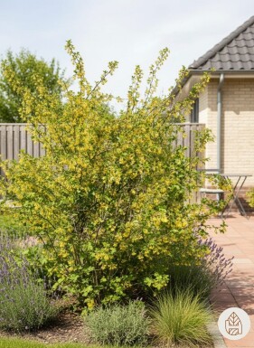 Ribes odoratum struik