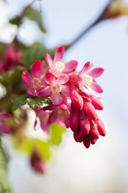 Ribes sanguineum