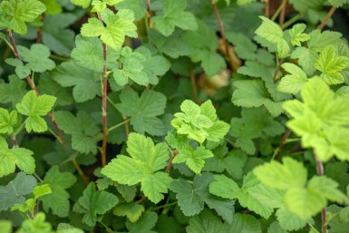 Rode ribes Ribes sanguineum 'King Edward VII' struik Ribes sanguineum 'King Edward VII'