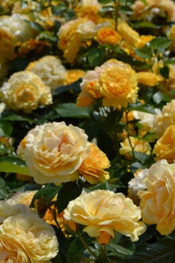 Trosroos Rosa 'Absolutely Fabulous' struik Rosa 'Absolutely Fabulous'