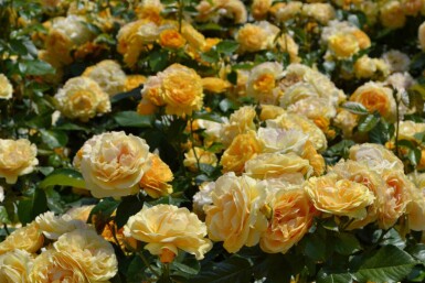 Trosroos Rosa 'Absolutely Fabulous' struik Rosa 'Absolutely Fabulous'