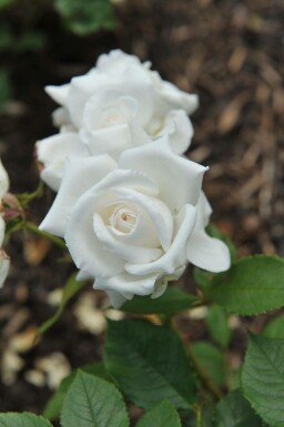 Witte roos Rosa 'Annapurna' struik Rosa 'Annapurna'
