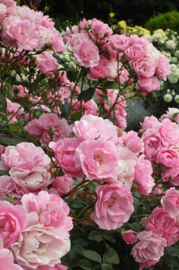 Roos Rosa 'Bonica 82' struik Rosa 'Bonica 82'